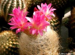 Neoporteria nidus v. gerocephala